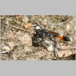 Ammophila sabulosa - Sandwespe 64b Sandwespe-oeffnet fremdes Nest - Sandgrube-Niedringhaussee.jpg